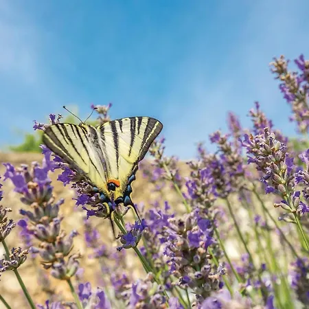 Semesterbostad In With Kitchen